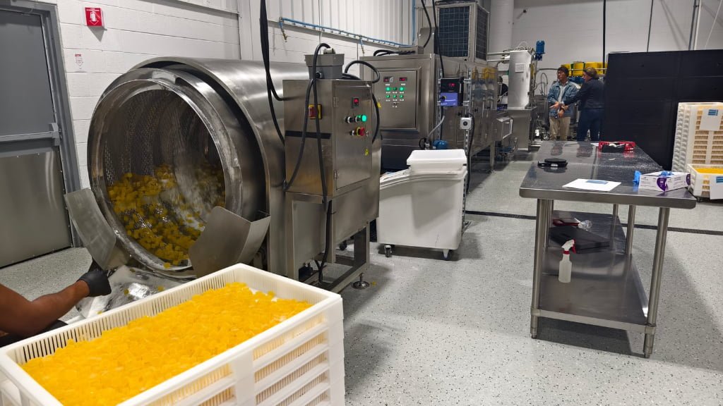 Sugar-Free Women’s Wellness Gummies with Cranberry + Evening Primrose Oil